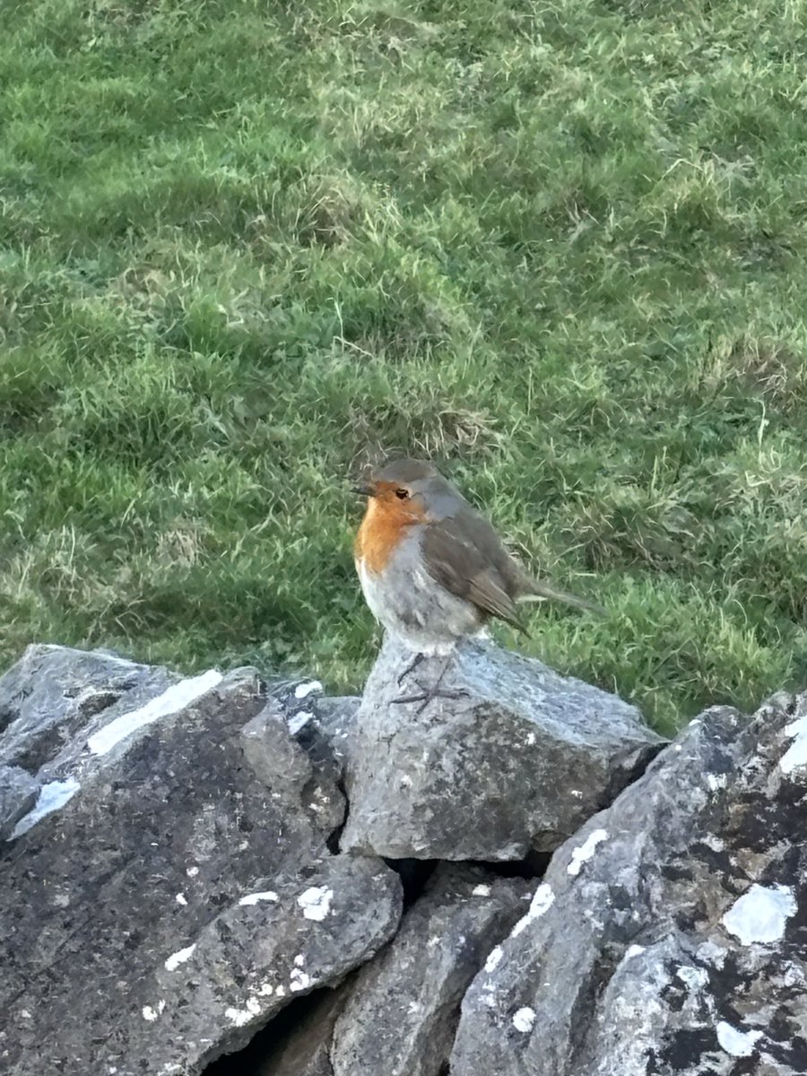 Beltie1's tweet photo. Lovely day yesterday Inis Méain. Circumabulation of island by bike &amp; foot,counting birds.Nice to see a Redwing amongst small movement of Blackbird &amp; Brent goose on Trá Leitreach, ringed Iceland May 2014 seen by myself in same location in March last year. https://t.co/DqSyVhzrkp… https://t.co/yu9EacYJZC