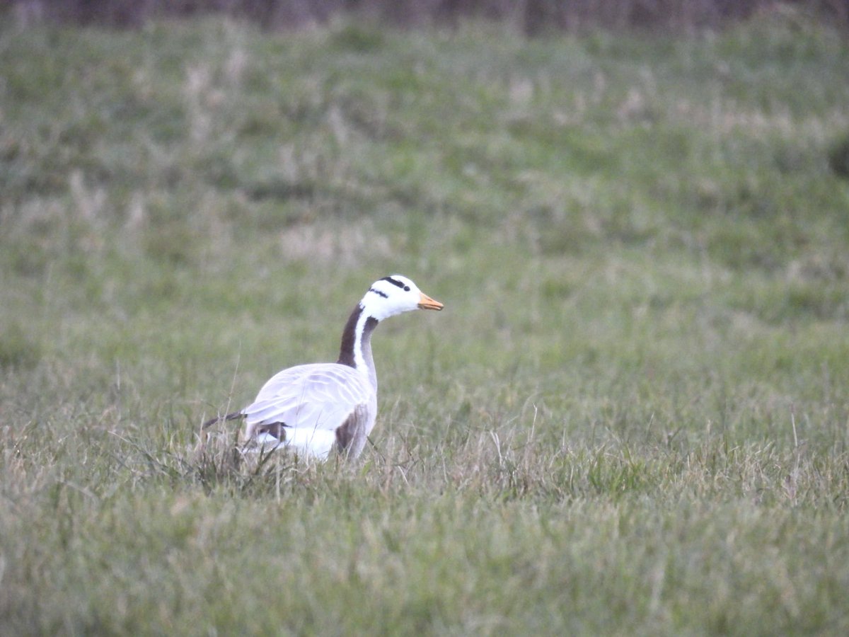 ComberNath's tweet photo. Full day of birding round Worcs to get the 2026 list going. Best sightings were at Ripple Pits with the Great Northern Diver still + Golden Plover &amp; Bar Headed Goose. Other highlights were Snipe &amp; Sprawk at Upton Warren and Water Rail at Grimley. 60 species total! #worcsbirds https://t.co/rHSen8pfsr