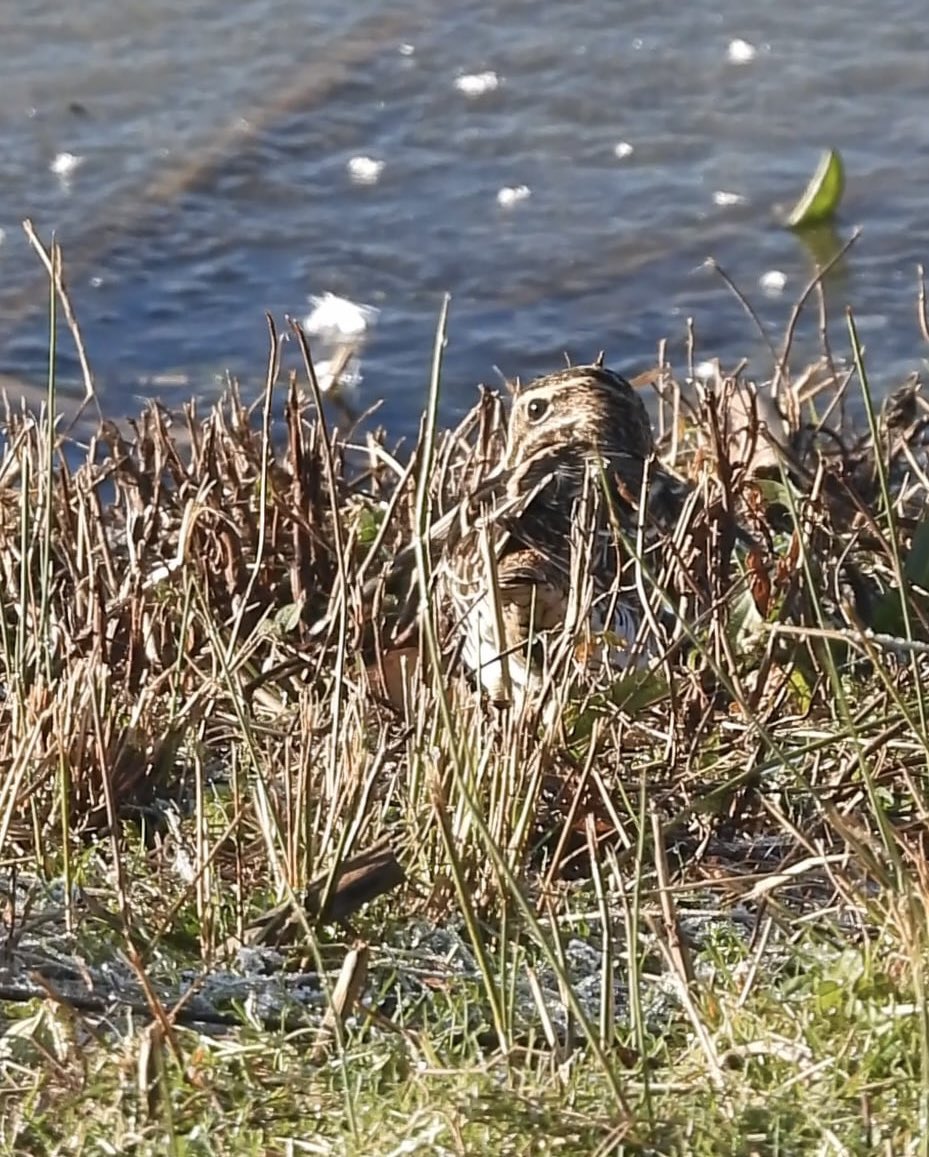 ComberNath's tweet photo. Full day of birding round Worcs to get the 2026 list going. Best sightings were at Ripple Pits with the Great Northern Diver still + Golden Plover &amp; Bar Headed Goose. Other highlights were Snipe &amp; Sprawk at Upton Warren and Water Rail at Grimley. 60 species total! #worcsbirds https://t.co/rHSen8pfsr