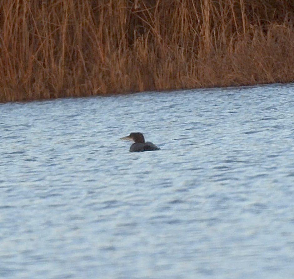 ComberNath's tweet photo. Full day of birding round Worcs to get the 2026 list going. Best sightings were at Ripple Pits with the Great Northern Diver still + Golden Plover &amp; Bar Headed Goose. Other highlights were Snipe &amp; Sprawk at Upton Warren and Water Rail at Grimley. 60 species total! #worcsbirds https://t.co/rHSen8pfsr