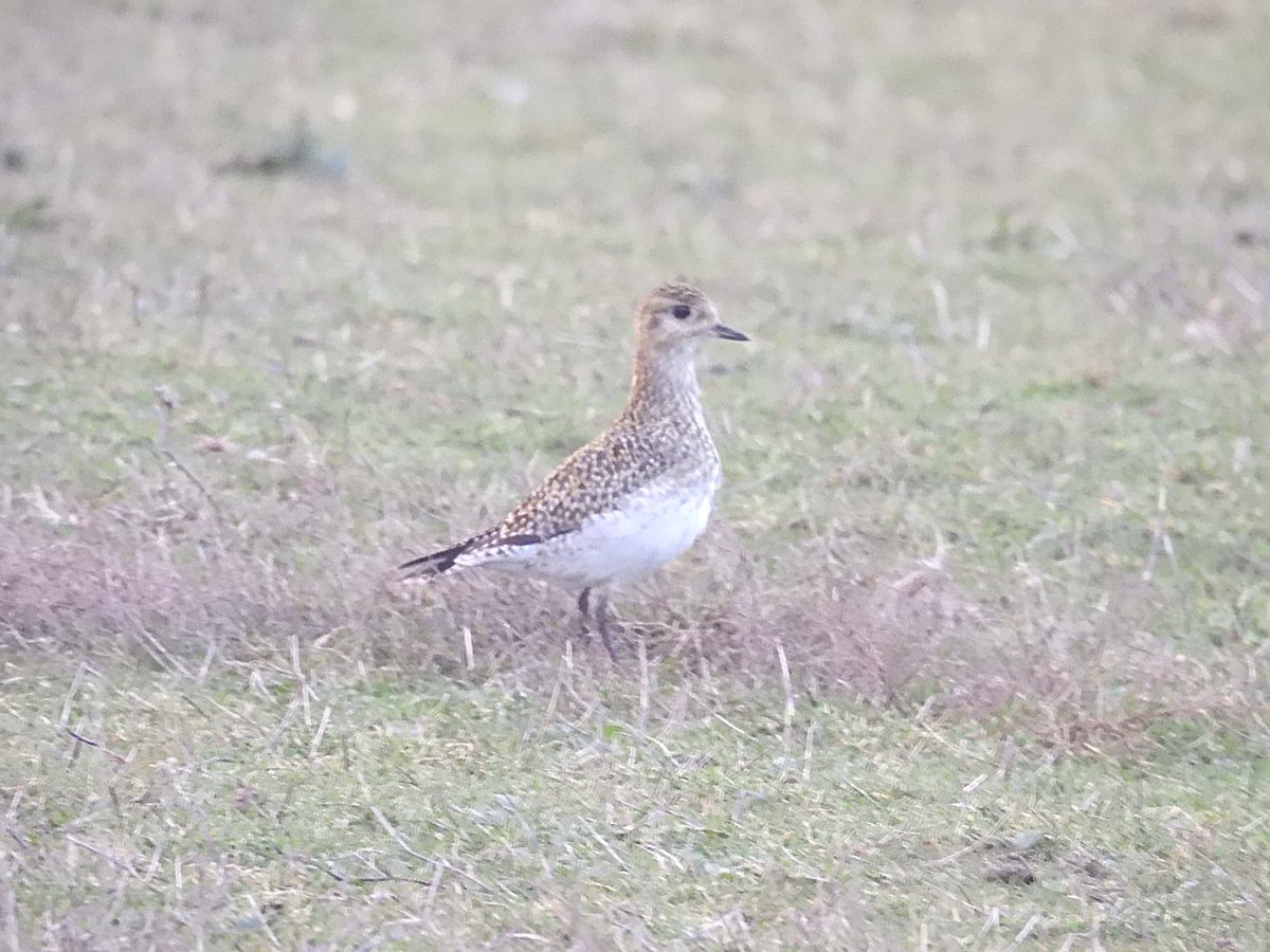 ComberNath's tweet photo. Full day of birding round Worcs to get the 2026 list going. Best sightings were at Ripple Pits with the Great Northern Diver still + Golden Plover &amp; Bar Headed Goose. Other highlights were Snipe &amp; Sprawk at Upton Warren and Water Rail at Grimley. 60 species total! #worcsbirds https://t.co/rHSen8pfsr