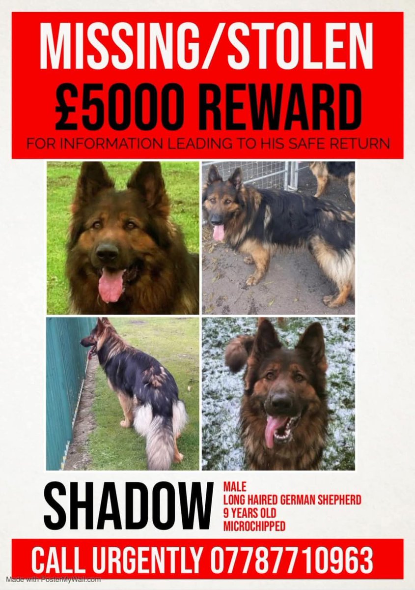#stolendoghour

"I would love this year to be the time when we find out the truth of what happened to our beloved SHADOW, either where he is, or how he was "lost". Somebody knows the truth about what the Dempseys did please find the courage to come forward &amp; tell us."