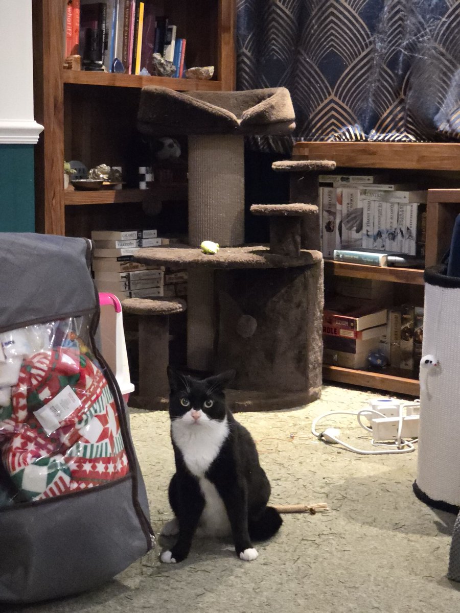 Smol Paul has been hanging out under the Christmas tree for the last six weeks.

He's just found out we took it down 😬