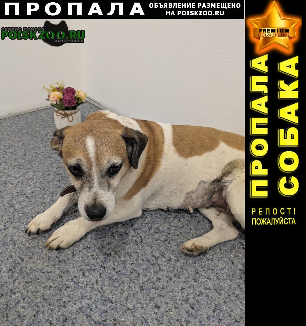 ⭐ ПРОПАЛА СОБАКА ПОДОЛЬСК ⭐ PREMIUM-Объявление
Подробнее на сайте: POISKZOO.RU/190825
Баста пропала .. августа.

 @poiskzooru
#Пропала_собака #ПропалаСобака #ПропаласобакаПодольск #Джекрасселтерьер #Пропала_собака_Подольск
 Наши… poiskzoo.ru/board/read1908…