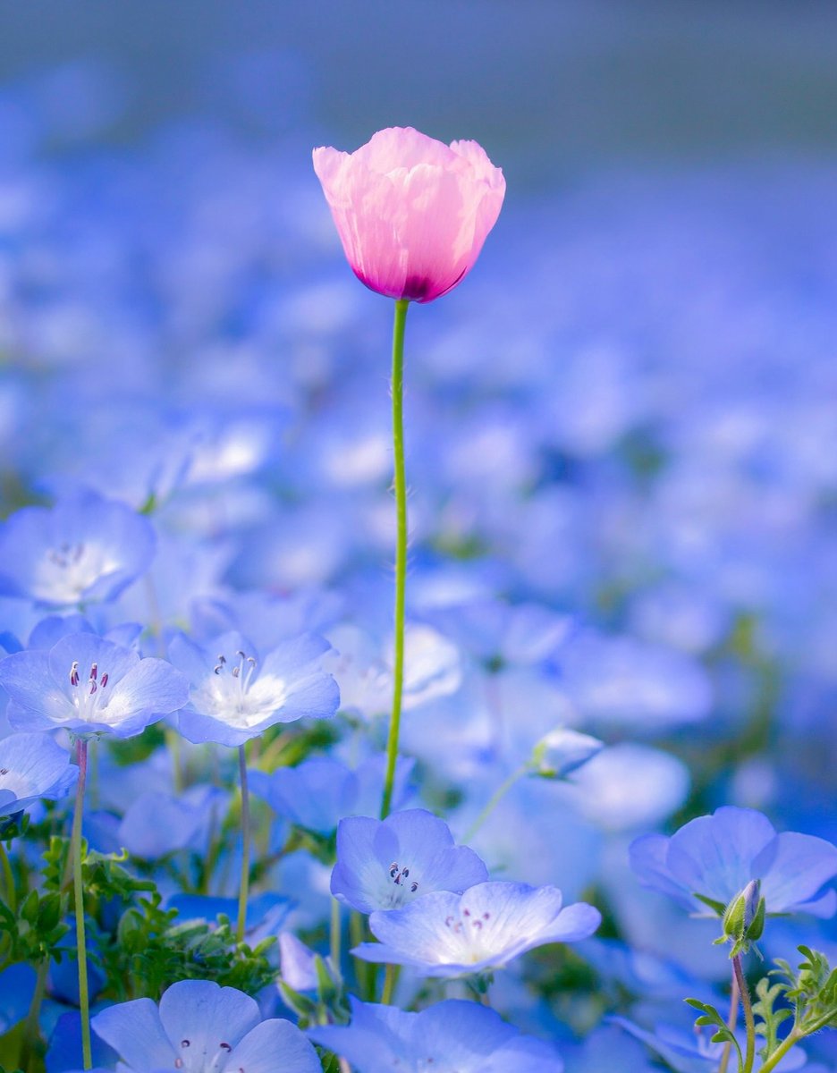 kazaussiegirl2's tweet image. My Flower choice ❀
Poppy and Nemophila.
Umi no Nakamichi Seaside Park

I hope this morning wraps you in the softest light, the kind that whispers you are loved, held, and allowed to go slowly.
May the light touch your face as if it knows your name. May your heart listen for the…
