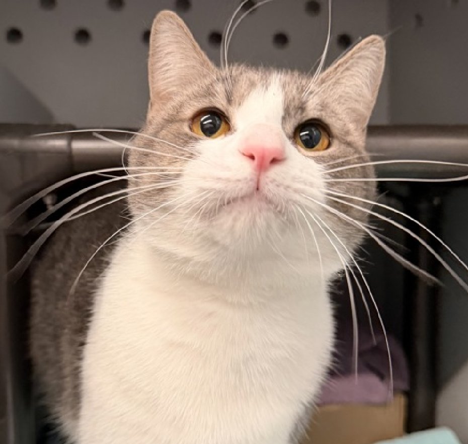 🆘🆘 POOR MISTY – ADDED BACK TO EPL ON 1-4-26 🆘🆘🔥😱🔥😱

🆘🆘 MISTY (ID 235502), 3 YO,  MALE–  IN QUEENS ACC - came into the shelter as  a return on 10/11/2025.   🆘🆘 😿 😿 😿 😿

➡️TBD 01/06/26

➡️ TOO LOW ON PLEDGES TO STIMULATE RESCUE INTEREST

➡️ 🆘🆘  12TH Chance on