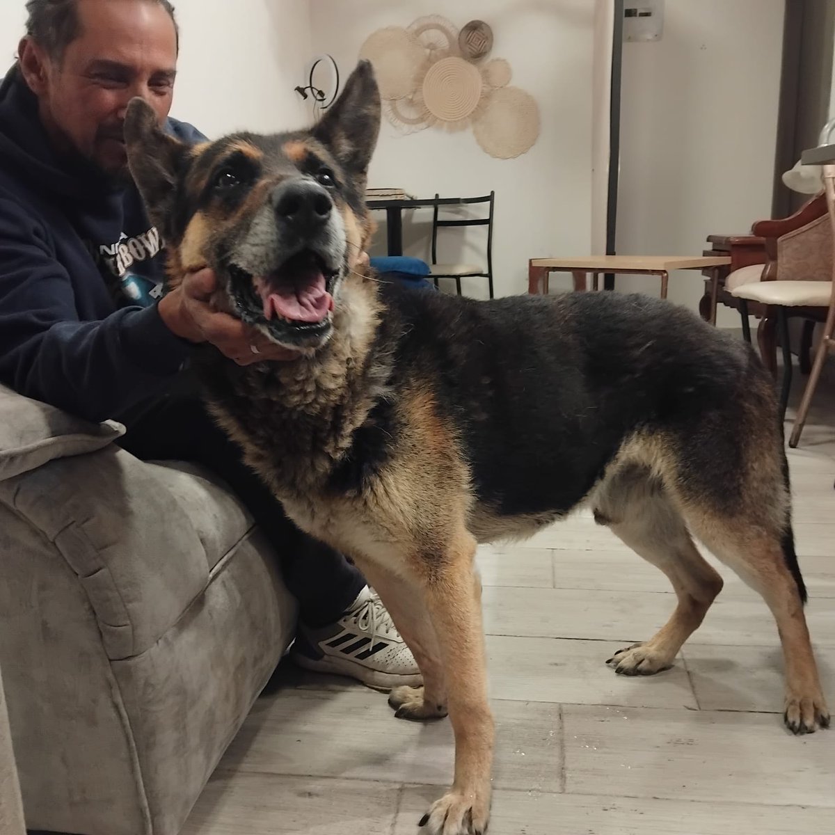 jcarreraandrade's tweet photo. Perrito perdido sector Don Bosco al norte. Ayuden a que regrese a su hogar. Triste que se pierda una mascota y más triste que no regrese con sus dueños. https://t.co/O9hB461jS4