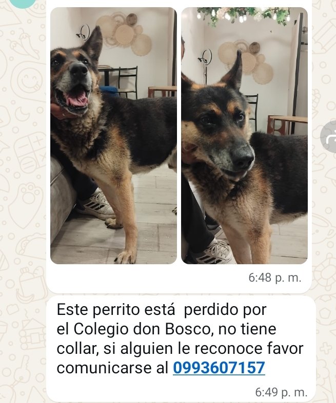 jcarreraandrade's tweet photo. Perrito perdido sector Don Bosco al norte. Ayuden a que regrese a su hogar. Triste que se pierda una mascota y más triste que no regrese con sus dueños. https://t.co/O9hB461jS4