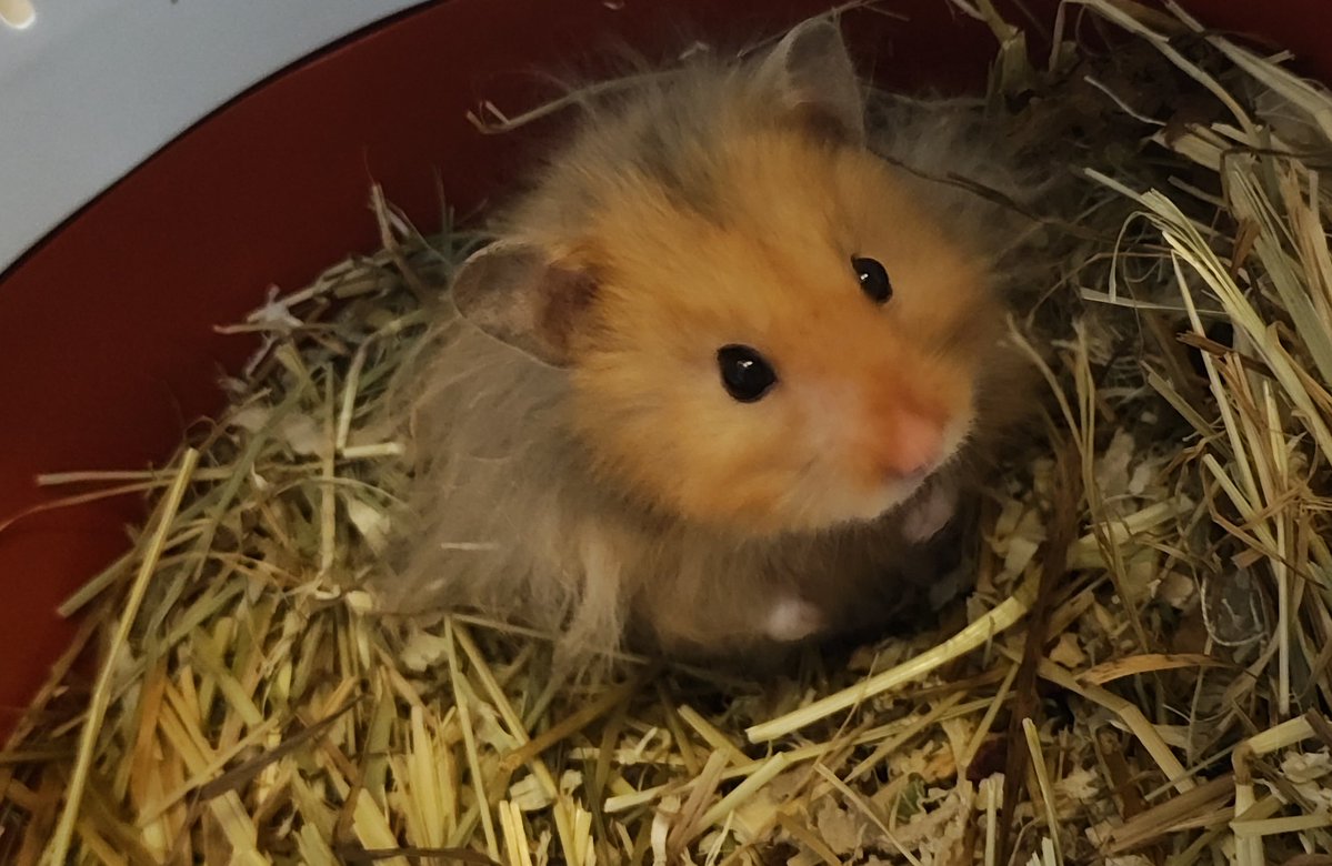 lsabe11's tweet image. Me and Mr. Bibble are finally back at my own place 🩷 so expect me to be more active again