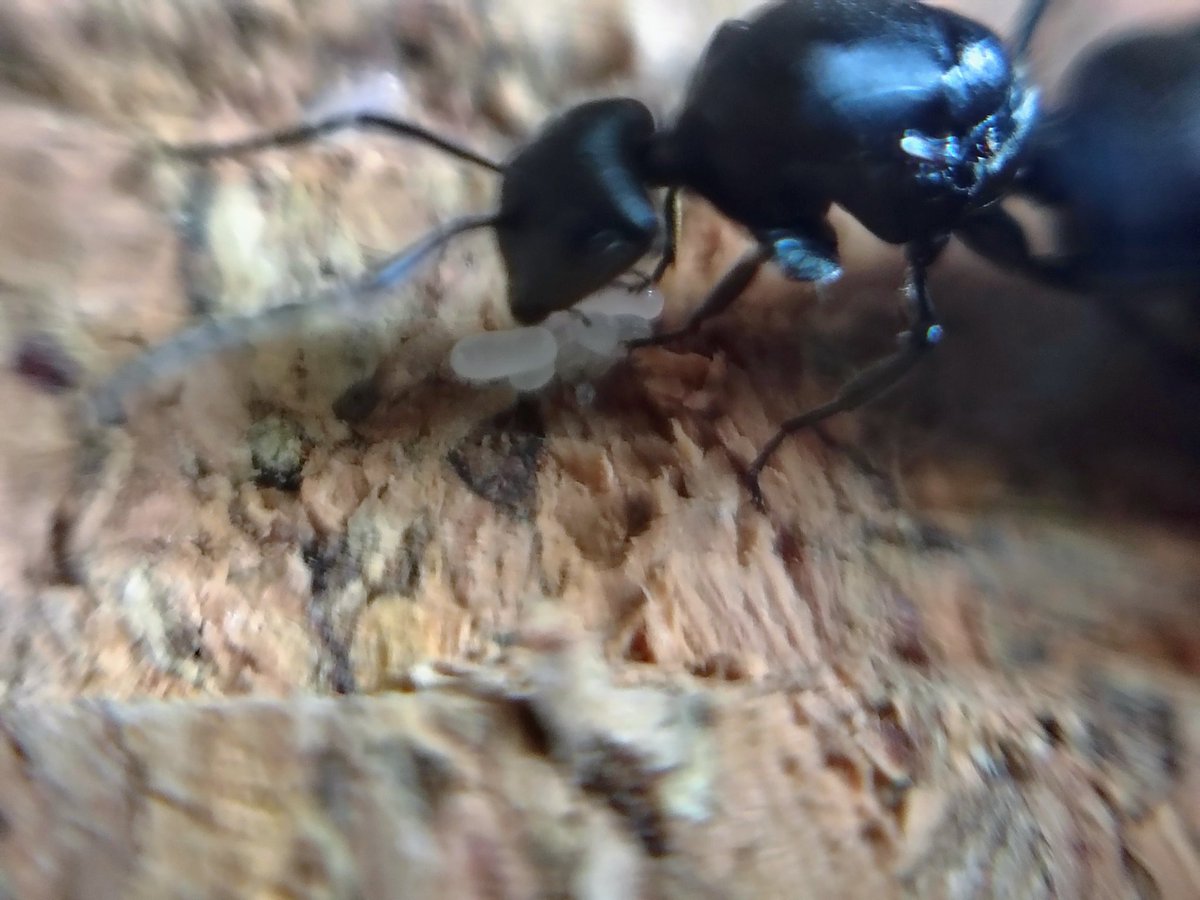 Diario de la #ColoniaCasita

Día N°94:

Ya he mudado a BIG MAMA de tubo, espero aquí esté más cómoda, y pueda progresar rápido antes de que llegue la temporada fría.

Y ya son casi 100 días.