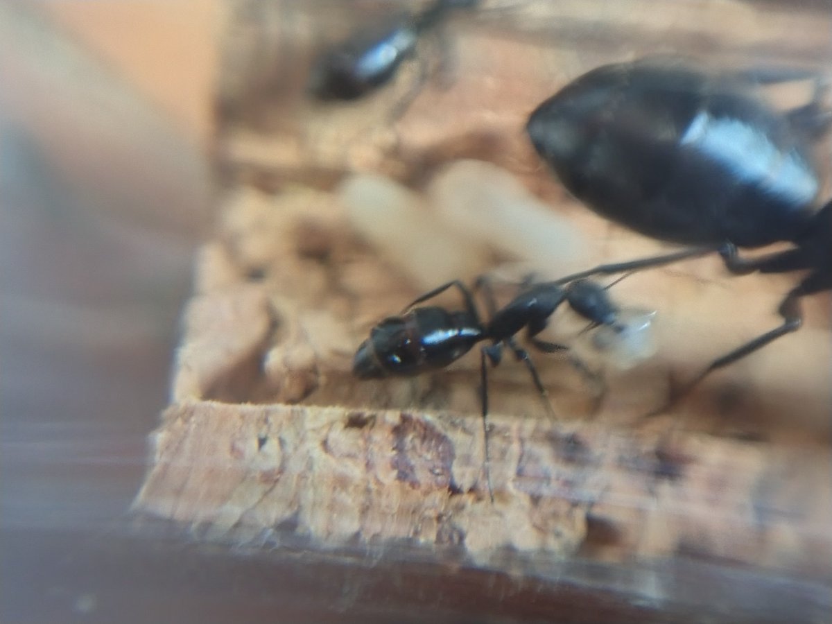 Diario de la #ColoniaBaumann

Día N°61:

La colonia BAUMANN va muy bien, tienen 4 pupas, y tienen algunas larvas pequeñas. Estoy pensando en que cuando nazcan otras 2 o 3 obreras, mudaré a las hormigas a un pequeño hormiguero que tengo. Aunque no estoy seguro, se ven bien aquí.