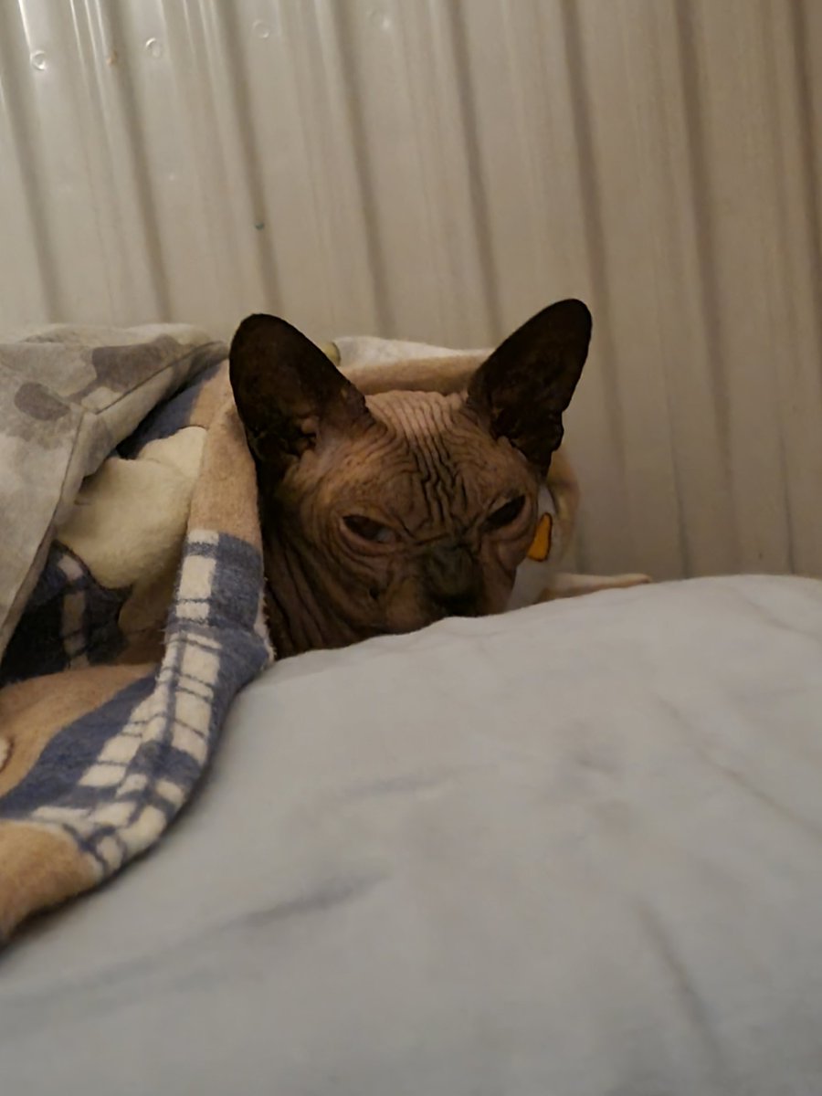 Having a bad day? Have Cat!