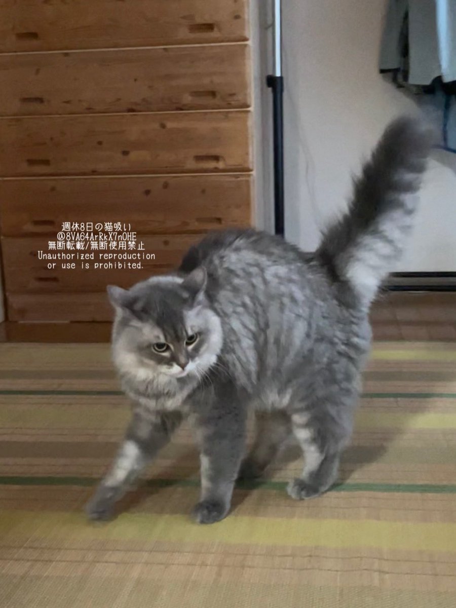 週休8日の猫吸い (@8VA64ArRkX7nOHE) / Posts / X