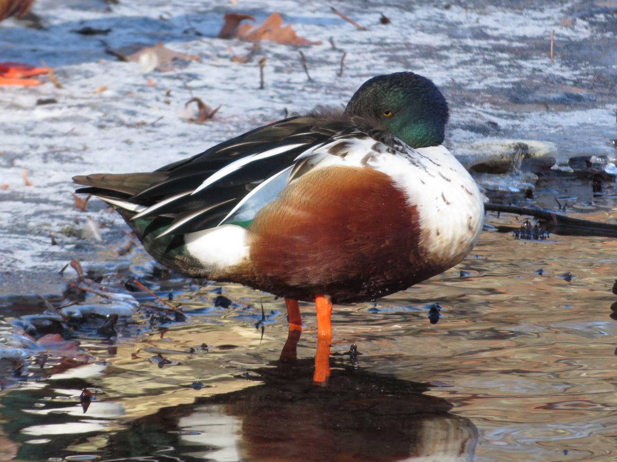 Fabhattan's tweet photo. The #nothernshoveler cold and angry at #centralpark today. #birdcpp https://t.co/YUnpsqrExq