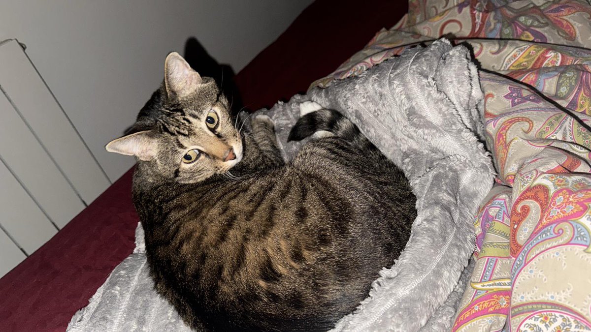 LondonCatSitter's tweet image. You all are disgusting. If the cat behind this door dies you will all be held responsible @MPSLewisham @MPSPlumstead @RSPCA_official @MetCC you arrested the owner on Thursday and I have asked to gain access to his flat.  RSPCA said they would go yesterday but still no update  1/3