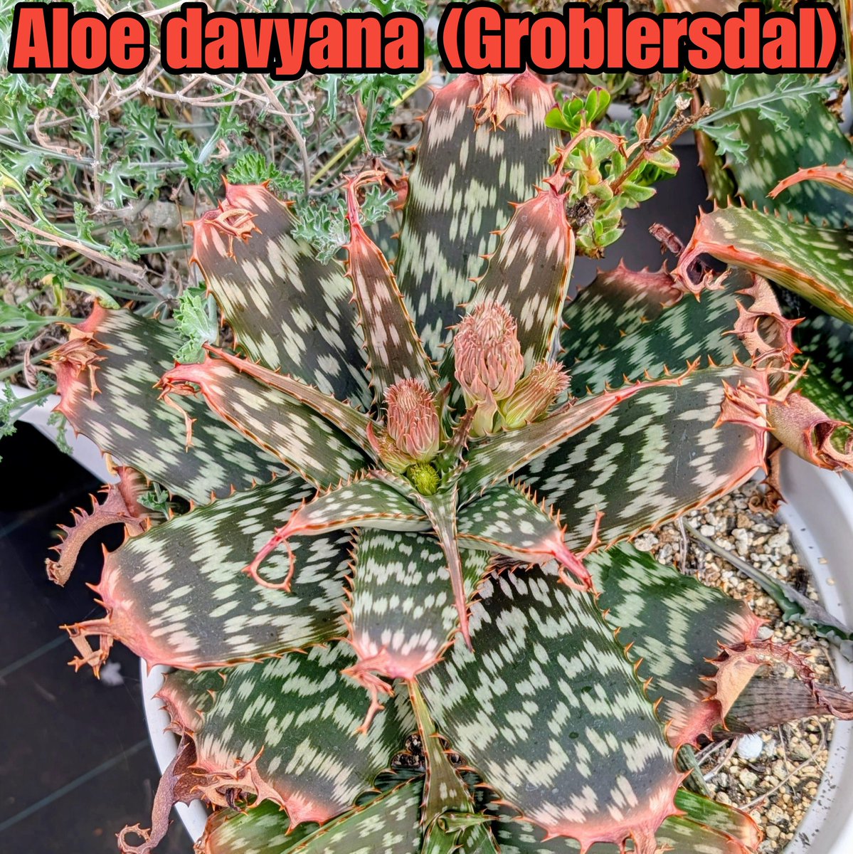 あろえページ Aloe davyana (Groblersdal, RSA) マクラータ系アロエには多くの種が知