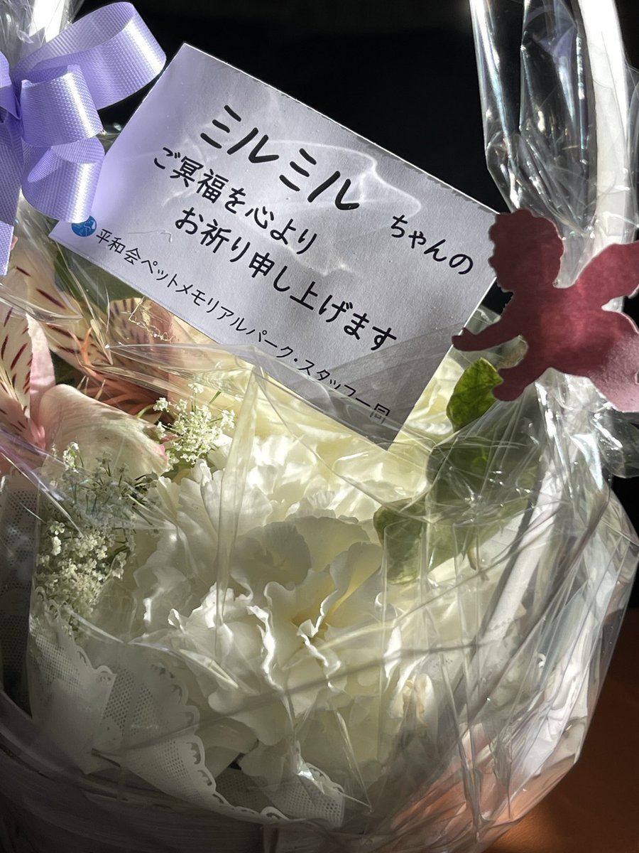 basil_cat's tweet photo. 12月30日ミルミルが虹の橋を渡った。我が家に来て10年は、たっているがもちろんだっこすることはできないし、触ることさえ出来なかった。本日骨になって帰ってきた。
ミルミルうちに来てくれてありがとう。もっともっとしてあげられることあったと思うすまんミルミル。
#保護猫 https://t.co/qfx52iwXBE