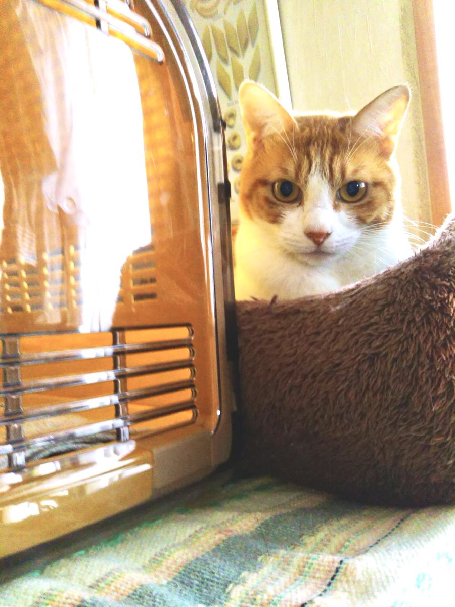 basil_cat's tweet photo. 12月30日ミルミルが虹の橋を渡った。我が家に来て10年は、たっているがもちろんだっこすることはできないし、触ることさえ出来なかった。本日骨になって帰ってきた。
ミルミルうちに来てくれてありがとう。もっともっとしてあげられることあったと思うすまんミルミル。
#保護猫 https://t.co/qfx52iwXBE