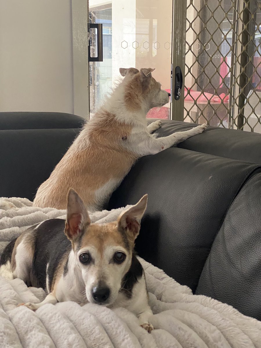 15 years with my little chuck now you are up with ya sister rip puppa 😔😔