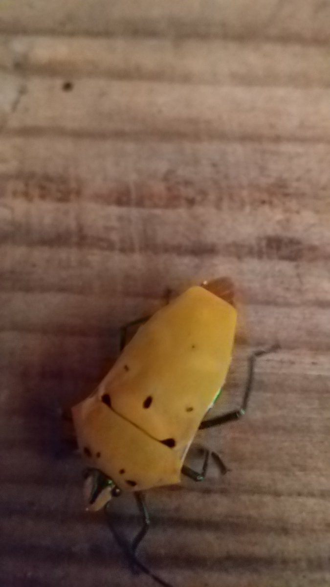 マイナス3℃の朝
アカギカメムシが凍えてた
背中のにこにこマークもふるえてる