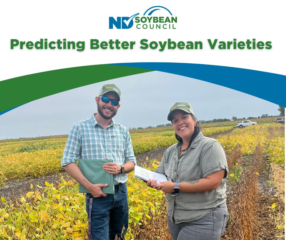 NDSoybean's tweet image. Behind every great soybean variety are thousands of decisions. 🌱 @NDSUPlantSci breeders evaluate more than 10,000 lines of soybeans each year, and new genomic prediction tools are helping them identify top-performing, North Dakota–adapted varieties faster and with more…