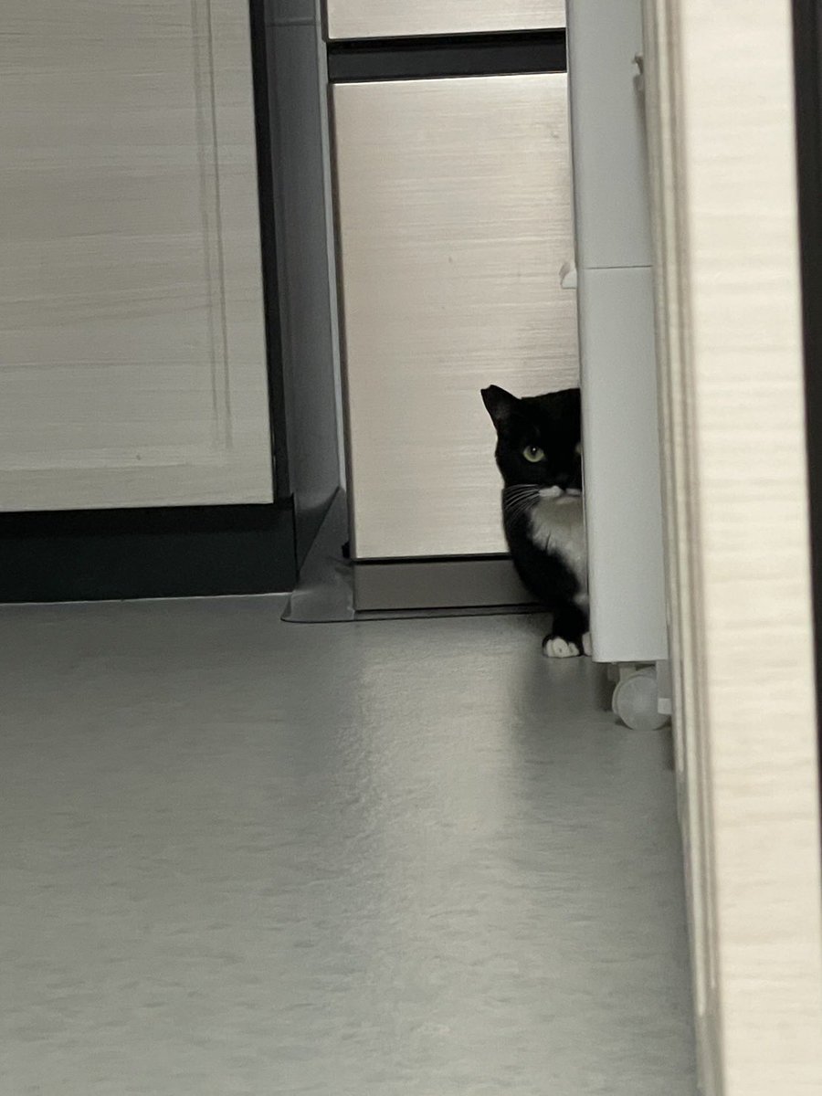 おはようございます 見てますね #cat #猫