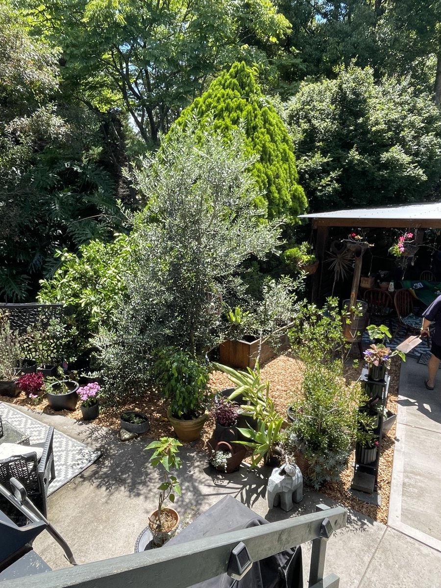 We redid our garden near the pergola. Hopefully the will help keep the weeds down.