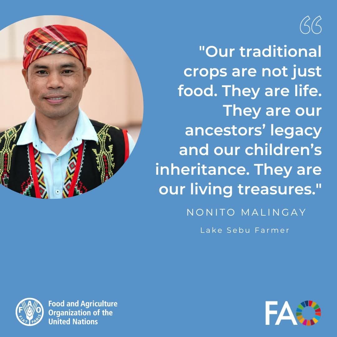 FAOPhilippines's tweet image. PRESERVING THE HEIRLOOM RICE OF LAKE SEBU

The uplands of Lake Sebu in South Cotabato is home to as many as 136 documented traditional rice varieties. With the challenges of climate change and the lack of interest of many young people in farming looming, farmer Nonito Malingay of…