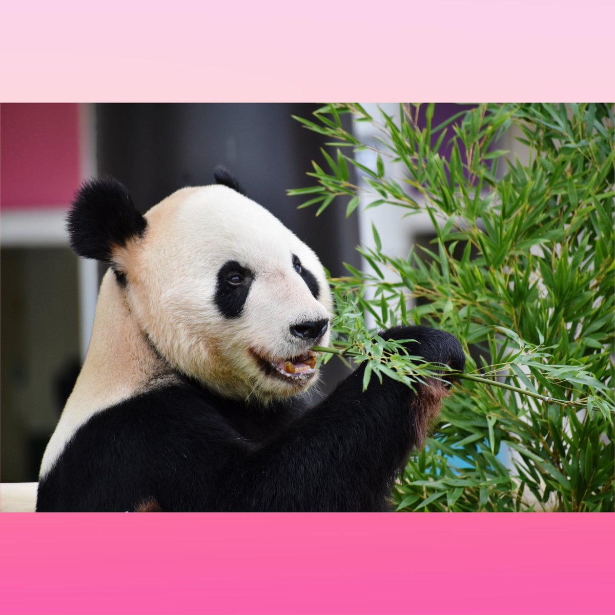 レジェンドチェアーでのんびりな永明さん🥰 #アドベンチャーワールド #Adventureworld #パンダ #panda #永明