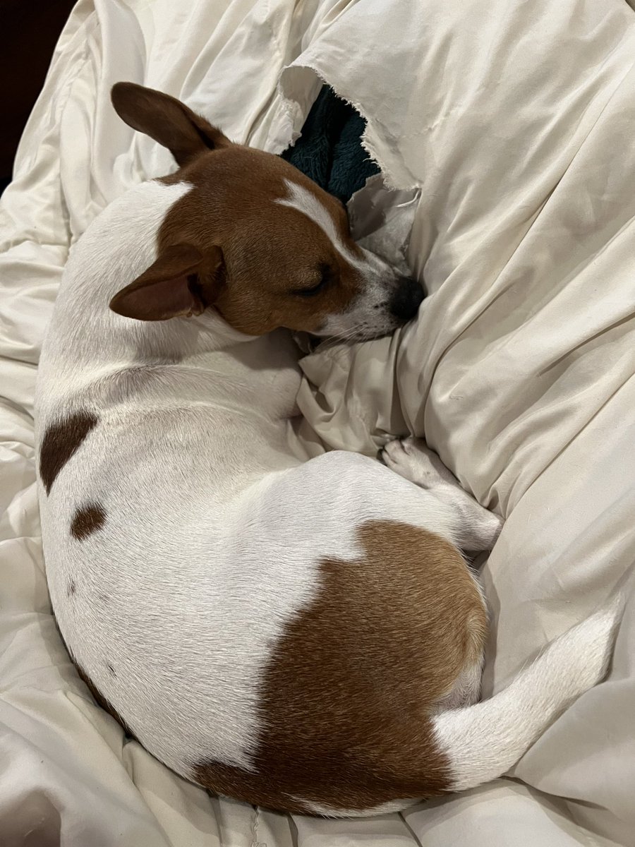 queen_bee337's tweet image. Lil man resting - next to the hole he made in the blanket 🥴