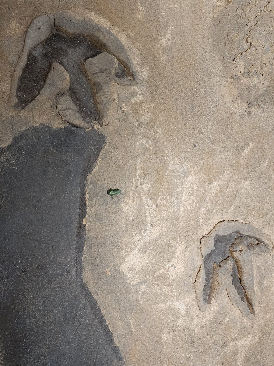 AZMNH's tweet image. A little light paleontological reading for your weekend. Footprints are a type of fossil known as ichnofossils. While it isn't an actual bone, it can sometimes reveal information about an animal that a bone cannot. These are flesh-on imprints made while the animal was alive. What…