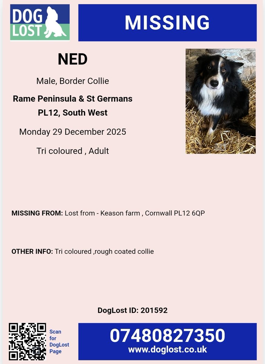 #stolendoghour Please share to help find NED, border collie missing from Keason farm #Cornwall #PL12 since 29 December 2025
Ned is a microchipped, tri color adult collie.
Please don't chase him if seen. Please contact asap to report sighting.