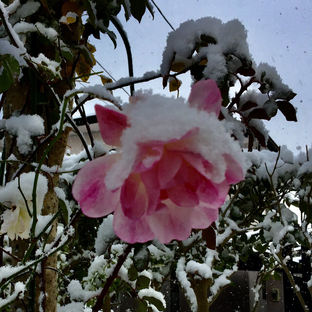 🍀お早う御座います^o^🍀

笑う門には福来る
門がなくても福来る
一人ぼっちでも福来る
人に微笑んで福来る
己に微笑み福来る

皆様、今年もニッコリ笑顔で
良い日々になる〜
٩(^‿^)۶

#花写真 
#ガーデニング