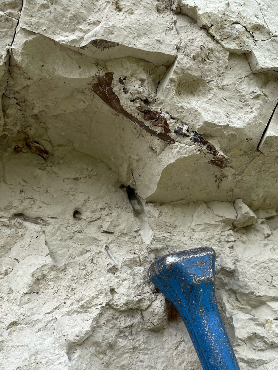 RootLocale's tweet image. Hey, I just explored Kishenehn Formation in Montana using the Root Locale App! Check it out here: rootlocale.com/view-location/…