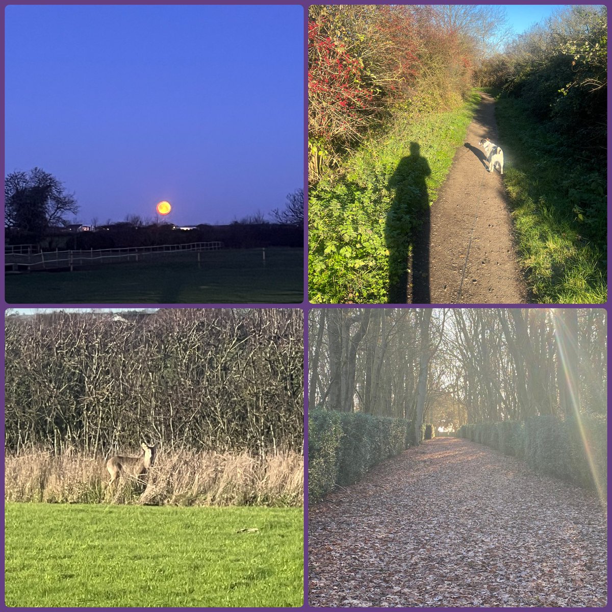 sue collins 🌻💙🏴󠁧󠁢󠁷󠁬󠁳󠁿🧡 tweet media