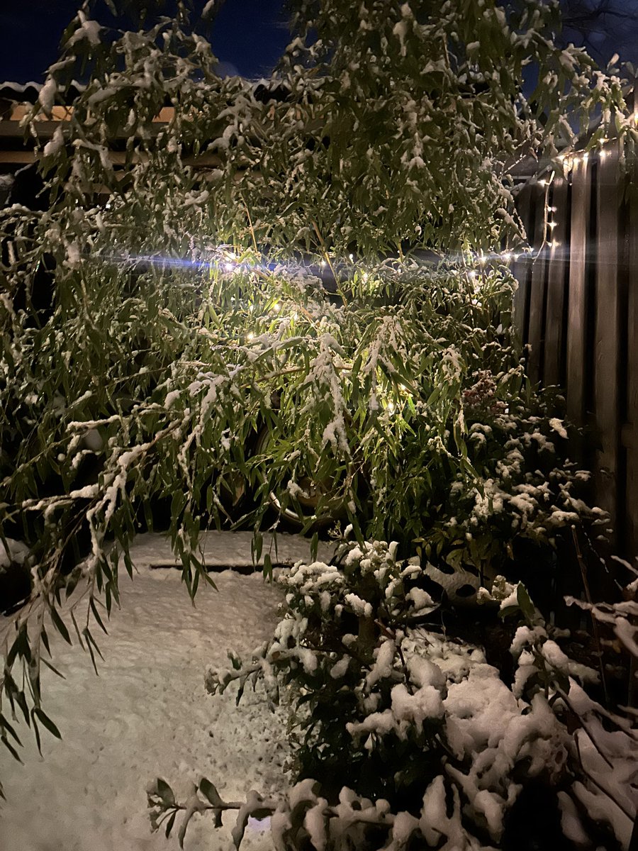 T is prachtig… Het winterse achterplaatsje 😍