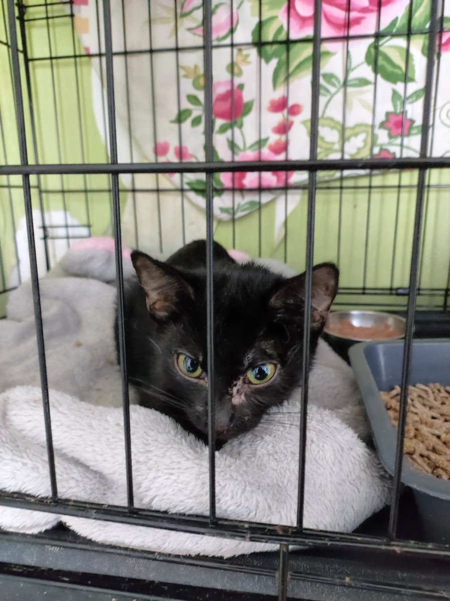 PO5SbTWhuxoGeWr's tweet image. 🆘🆘🆘 микротьма в стационаре клиники Толстый Лори, подозрение на фип... все подробности ниже в треде, отчёты итд. пожалуйста, если есть возможность, помогите оплатить лечение малышке 🙏

5536914169063991 тинёк
2202206393055004 сбер
2200153971889168 альфа
9219611572 тлф для сбп