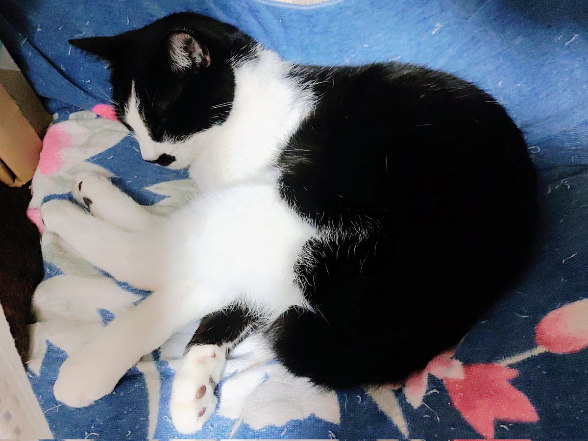 菜々猫様♡専用ページ 野性味と気品が同居するネコさま｜