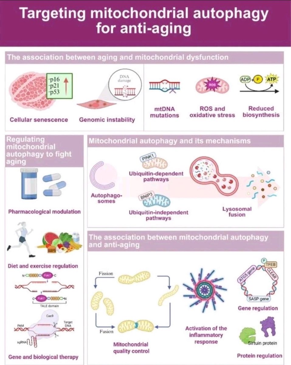 Mitofaji, hücrenin hasar görmüş, yaşlanmış veya işlevini yitirmiş mitokondrileri tanıyıp kontrollü şekilde parçalayarak geri dönüştürmesi sürecidir. 
Mitokondriler hücrenin enerji santralleridir. Bozulduklarında:
🔥 Aşırı oksidatif stres üretirler
⚡ Enerji üretimi düşer
🧬