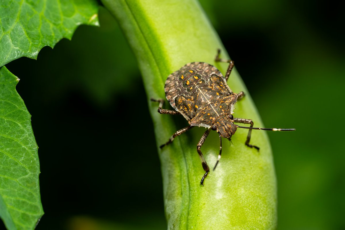 SilverBirchPres's tweet photo. "Why I Hate Stink Bugs," prose poem by Mary Katherine Creel (BUGS & INSECTS Series): https://t.co/suz7HxPzSA
#stinkbugs #insects #poetry #poems #nature #poets https://t.co/w2cwjRXPdC