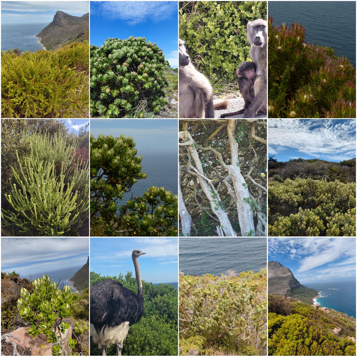Arrancamos el año descubriendo el "fynbos"! Un ecosistema único en el mundo y que se extiende a lo largo del Cabo de Buena Esperanza. Con más de 9K spp. de plantas, el 68% son endémicas 🇿🇦. #fynbos #CapeTown #SouthAfrica