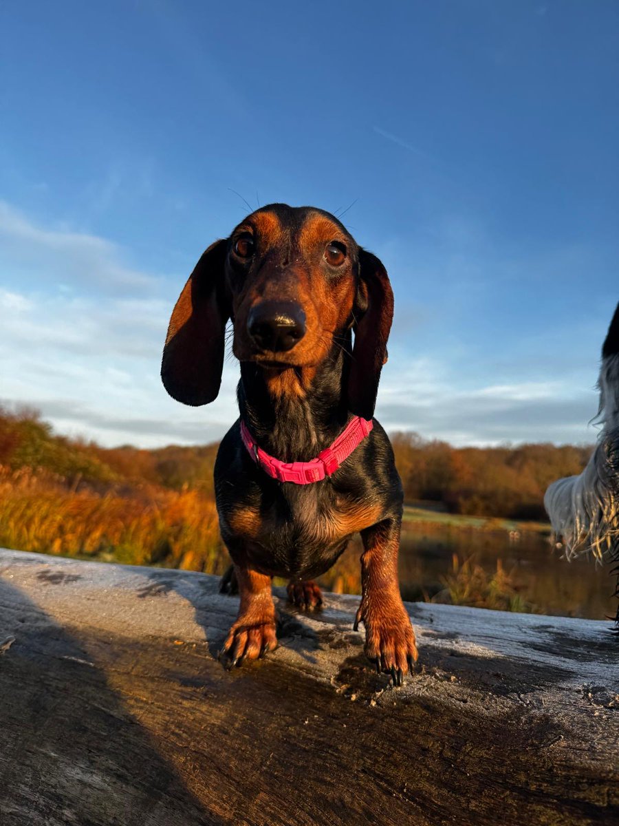 MissingPetsGB's tweet image. #stolendoghour HAZEL has been missing since midday 1 January 2026 in Romford  Greater London #RM5 after being spooked by other dogs. Hazel has slipped her collar and lead. Last seen Havering Country Park.
Please share 🙏 Hazel is a distinctive tan &amp;amp; black pup dachshund.