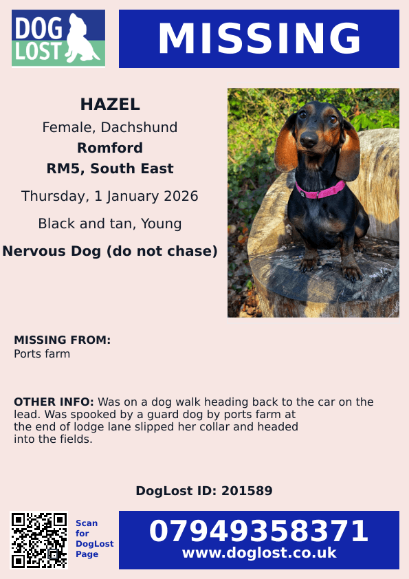 MissingPetsGB's tweet image. #stolendoghour HAZEL has been missing since midday 1 January 2026 in Romford  Greater London #RM5 after being spooked by other dogs. Hazel has slipped her collar and lead. Last seen Havering Country Park.
Please share 🙏 Hazel is a distinctive tan &amp;amp; black pup dachshund.