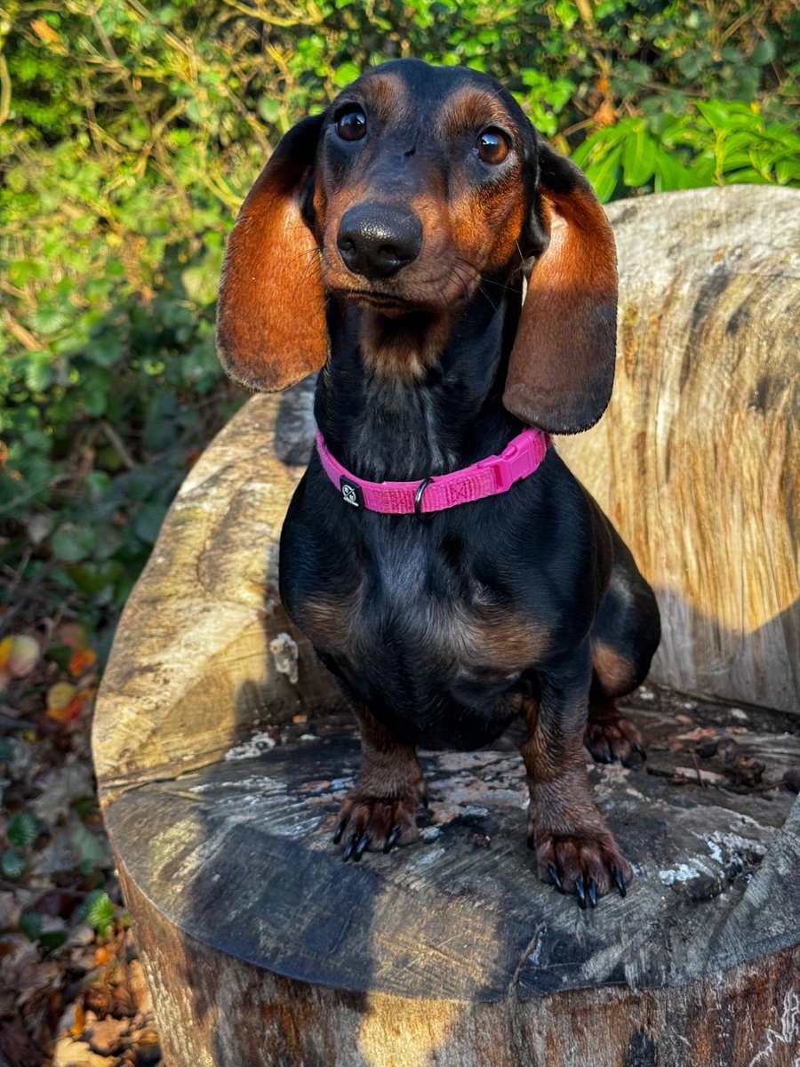 MissingPetsGB's tweet image. #stolendoghour HAZEL has been missing since midday 1 January 2026 in Romford  Greater London #RM5 after being spooked by other dogs. Hazel has slipped her collar and lead. Last seen Havering Country Park.
Please share 🙏 Hazel is a distinctive tan &amp;amp; black pup dachshund.