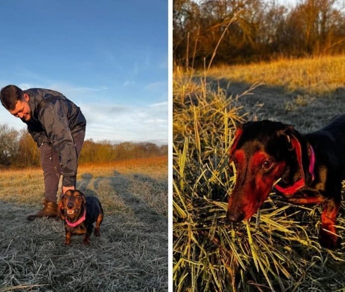 MissingPetsGB's tweet image. #stolendoghour HAZEL has been missing since midday 1 January 2026 in Romford  Greater London #RM5 after being spooked by other dogs. Hazel has slipped her collar and lead. Last seen Havering Country Park.
Please share 🙏 Hazel is a distinctive tan &amp;amp; black pup dachshund.