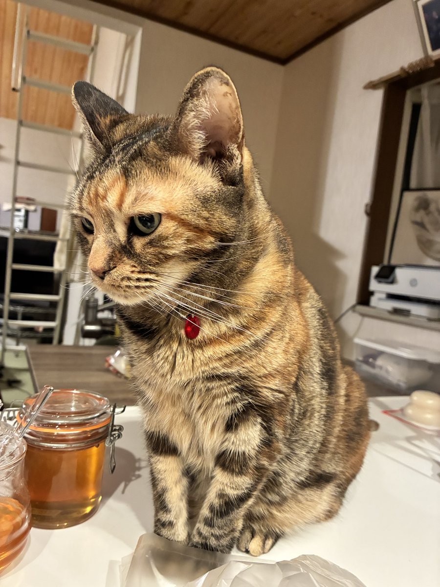 猫はなさん 感動】野良歴8年の元野良猫がパパの腕を掴んで離さない - YouTube