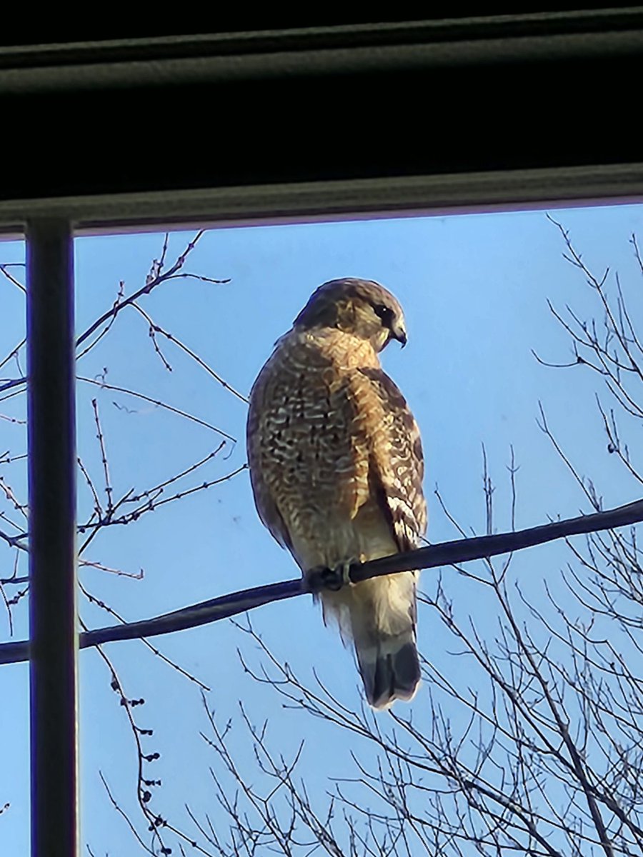 Brodat2015's tweet photo. Outside my den window today. Pretty cool https://t.co/cKZw6p7u2A