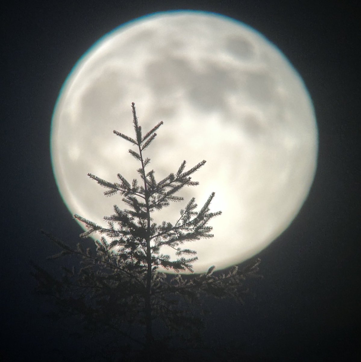 Dara Fitzpatrick tweet media