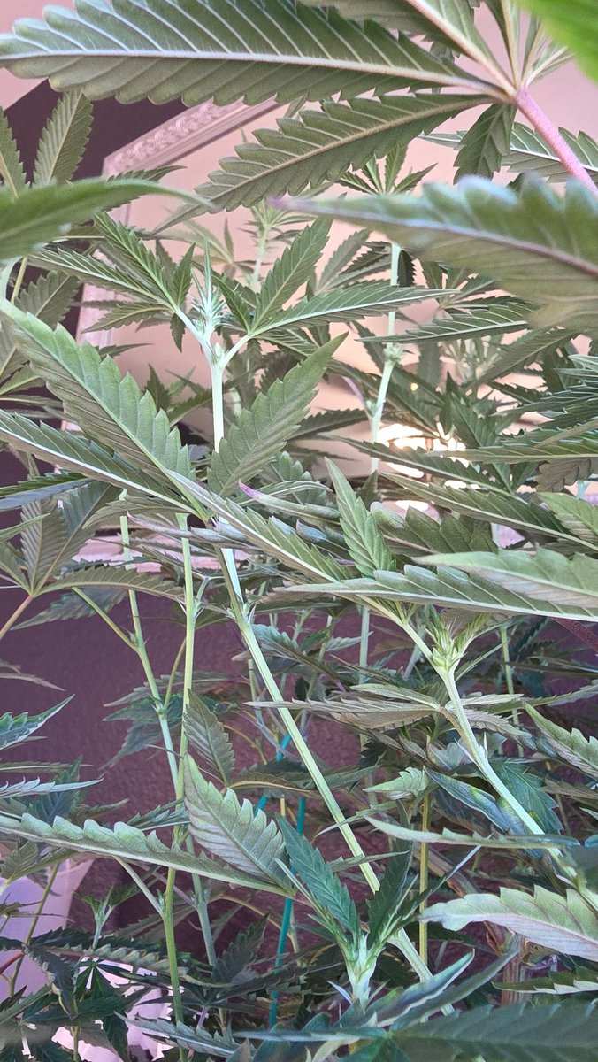 AlienFogMachine's tweet image. End of wk2 inspection was fruitful! Many balls on this once beautiful Night Moves by @exoticgenetix &amp;amp; it went into the trash. The other large plant had only 1 ball, the 2 smaller had 0. Gave the remaining 3 a light defol &amp;amp; strip after watering. I'll be watching👀