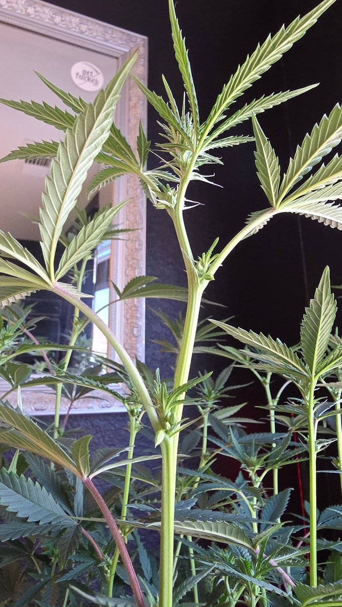 AlienFogMachine's tweet image. End of wk2 inspection was fruitful! Many balls on this once beautiful Night Moves by @exoticgenetix &amp;amp; it went into the trash. The other large plant had only 1 ball, the 2 smaller had 0. Gave the remaining 3 a light defol &amp;amp; strip after watering. I'll be watching👀